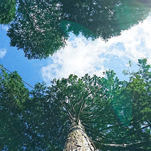 画像をギャラリービューアに読み込む, のせ